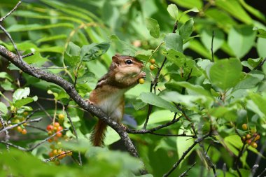 Chipmunk sits perched on a branch stuffing berries into its cheeks clipart