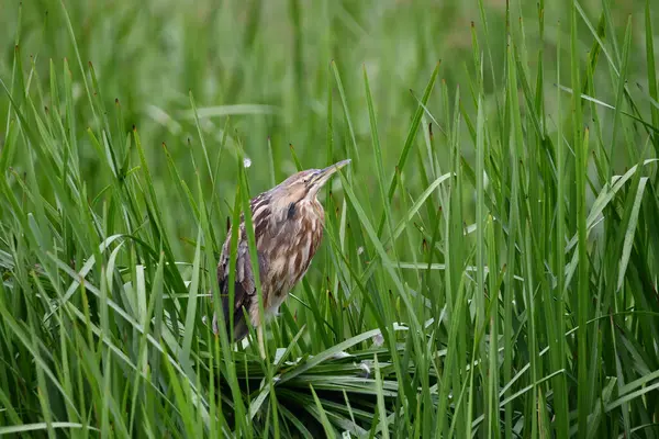 American Bittern Pássaro Juncos Agachados Para Baixo — Fotografia de Stock