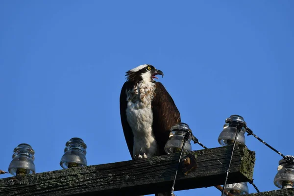 Balbuzard Pêcheur Adulte Avec Bec Ouvert Criant Sur Sommet Poteau — Photo