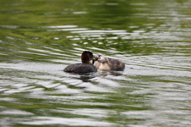 Kızıl boyunlu yunus ve göl kenarında bebek