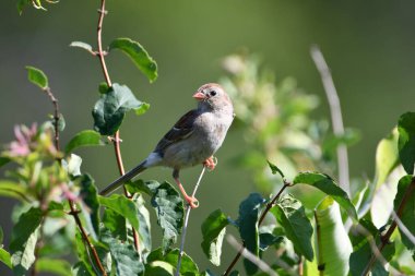 Tarla Serçesi çayırdaki bir dala tünedi.