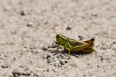 Yeşil Çekirge yerde yatıyor.