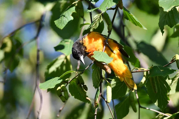 Male Baltimore Oriole Perched Branch Forest — Stock Photo, Image