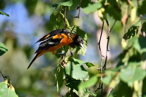 Hombre Baltimore Oriole Posado Una Rama Bosque —  Fotos de Stock