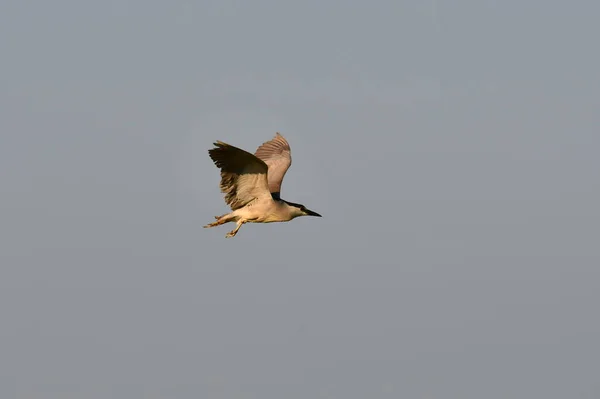 Schwarzgekrönter Nachtreiher Flug — Stockfoto