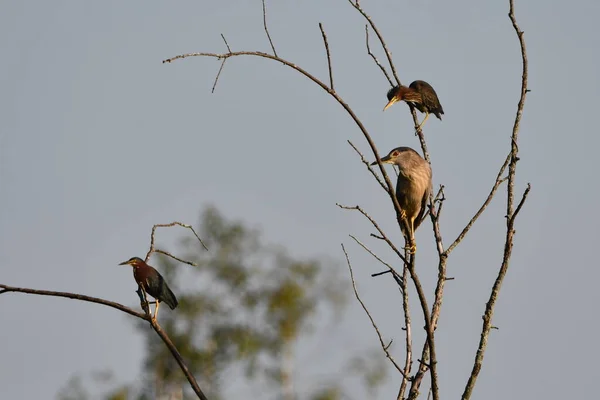 Garza Negra Coronada Encaramada Árbol Con Dos Garzas Verdes —  Fotos de Stock