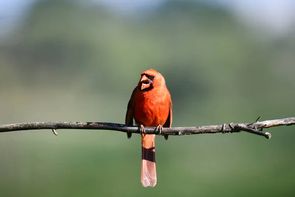 Hombre Cardenal Del Norte Encaramado Una Rama —  Fotos de Stock