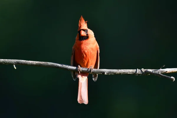 Männlicher Nordkardinal Sitzt Auf Einem Ast — Stockfoto