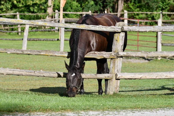 Horses Reaches Cedar Rail Fence Get Greener Grass Other Side — Stock Photo, Image