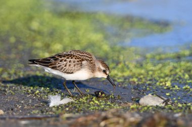 Yarı palmiye çiftli Sandpiper, kıyıda av arıyor. 