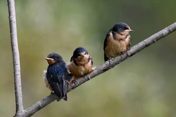 三只燕子宝宝坐在树枝上等待喂食 — 图库照片
