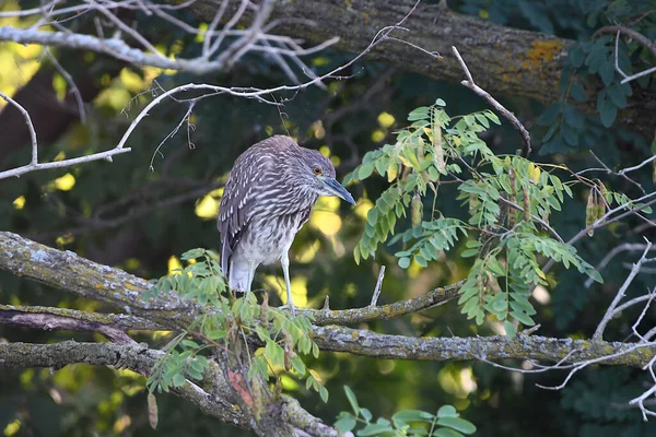 Juvénile Héron Nuit Couronné Noir Est Assis Sur Une Branche — Photo