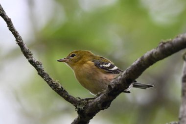 Bay Memeli Warbler bir dala tünemiş.