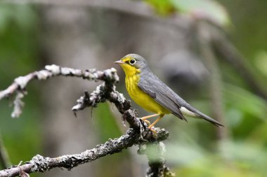 Female Canadian Warbler perched on a branch clipart