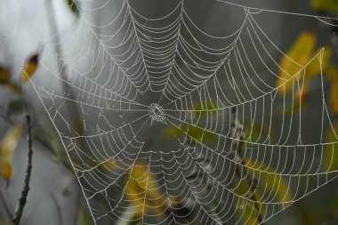 Örümcek ağı kadar yakın