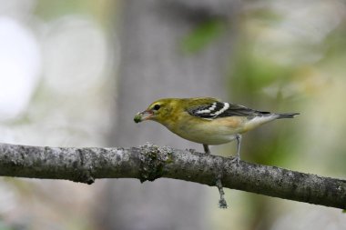 Bay Breasted Warbler with a bug in its beak clipart