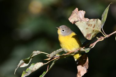 Nashville Warbler bir dala tünemiş.