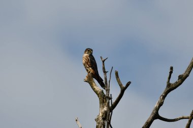 Merlin Hawk bir ağacın tepesinde oturmuş avlanıyor.
