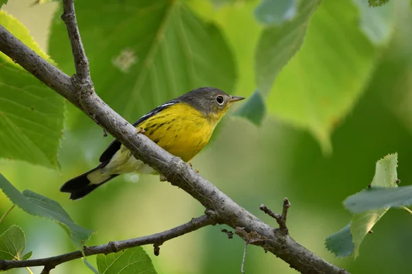 Magnolia Warbler Siedzi Gałęzi — Zdjęcie stockowe