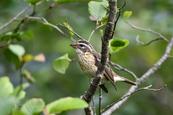 Kvinnlig Rose Breasted Grosbeak Sitter Uppe Gren Skogen — Stockfoto