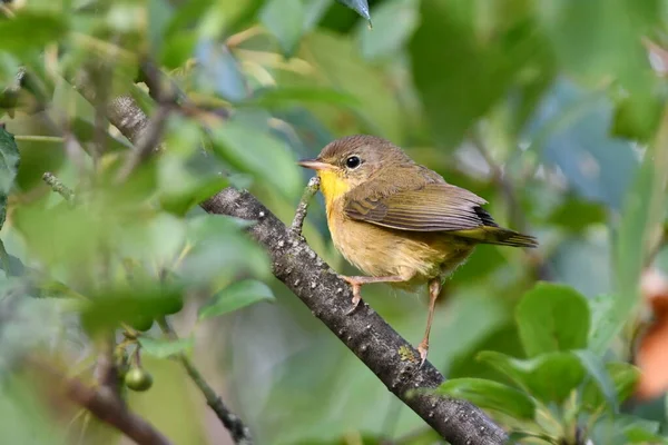 Żółte Gardło Samicy Warbler Siedzącej Gałęzi — Zdjęcie stockowe