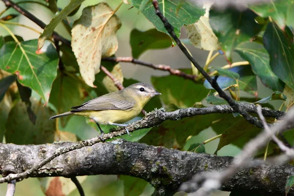 Philadelphia Vireo Sits Perched Branch — Stock Photo, Image