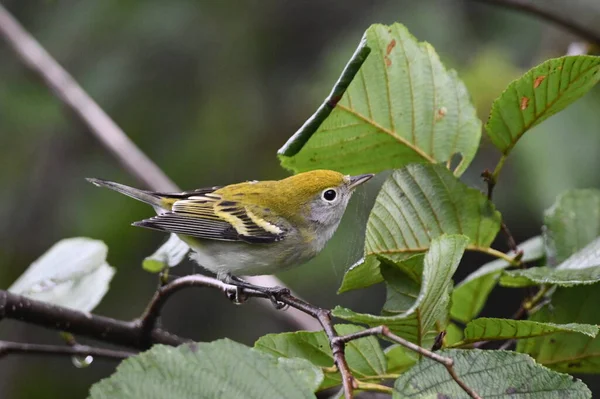 Warbler Castanha Face Empoleirado Ramo — Fotografia de Stock