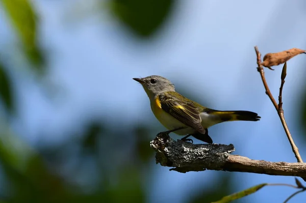 Amerykański Redstart Warbler Siedzący Gałęzi — Zdjęcie stockowe