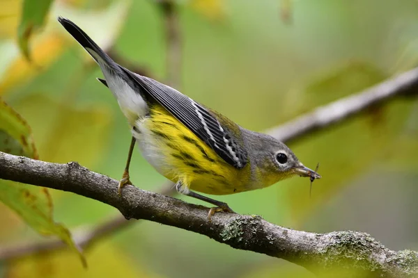 Gagasında böcek olan renkli Magnolia Warbler