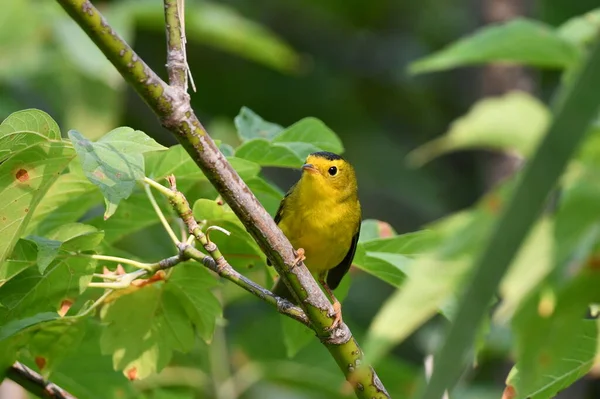 Wilson Warbler Perched Branch — Stock Photo, Image