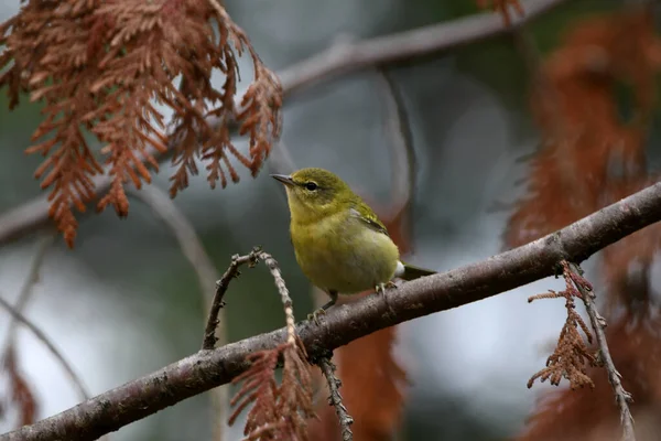 Tennessee Warbler Empoleirado Ramo — Fotografia de Stock