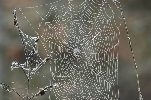 Red Araña Cerca —  Fotos de Stock