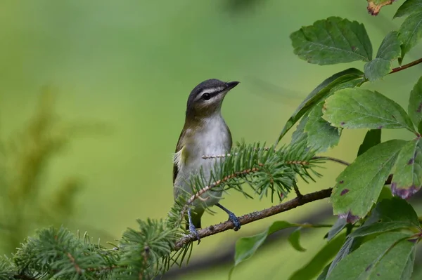 Red Eyed Vireo Ptak Siedzący Gałęzi — Zdjęcie stockowe