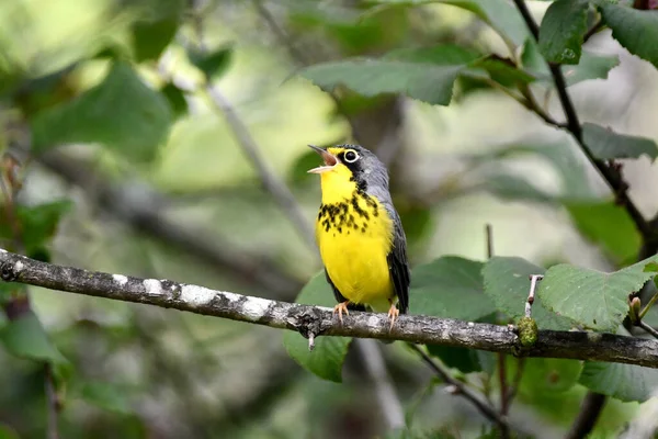 Varón Warbler Canadiense Encaramado Una Rama Cantando — Foto de Stock