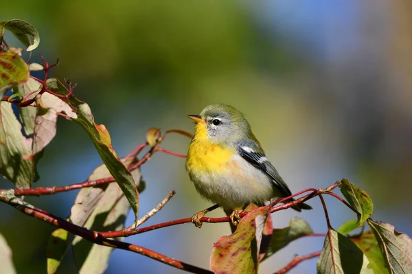 Colorido Norte Parula Warbler Senta Empoleirado Ramo — Fotografia de Stock