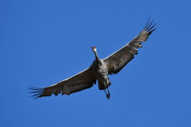 Kum Tepesi Turnaları sonbahar göçü sırasında uçuyor