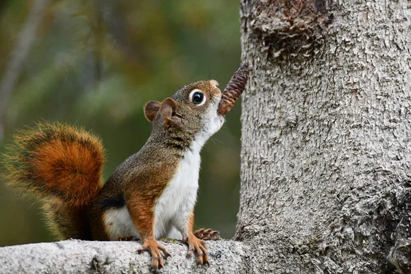 Rotes Eichhörnchen Klettert Mit Tannenzapfen Auf Einen Baum — Stockfoto