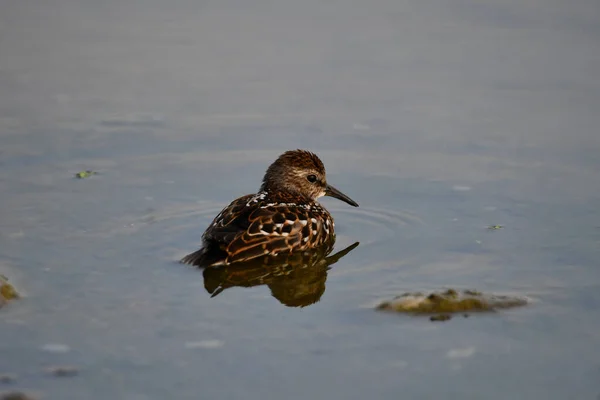 Der Kleinste Wasserläufer Treibt Wasser Ufer Des Sees — Stockfoto