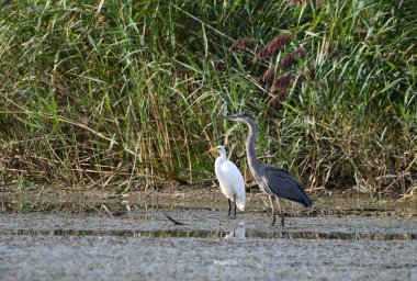 Büyük Mavi balıkçıl ve Büyük balıkçıl bataklıkta yan yana dururlar.