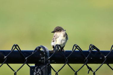 Doğu Phoebe kuşu zincirli bir çite tünemiş duruyor.