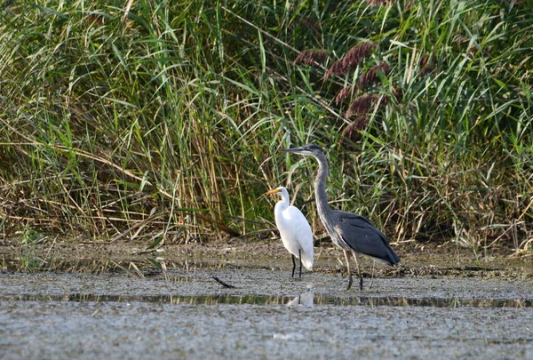 Büyük Mavi balıkçıl ve Büyük balıkçıl bataklıkta yan yana dururlar.