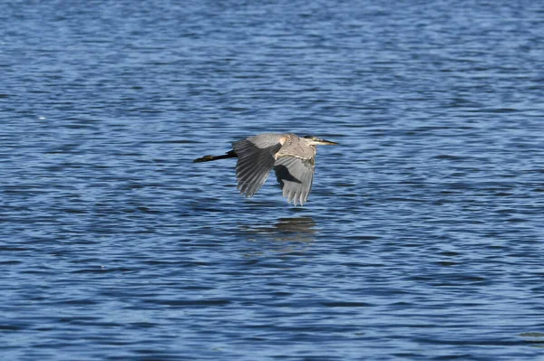 Great Blue Heron Fly Low Lake Wings Spread — Stock Photo, Image