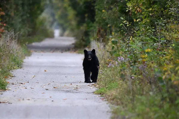 Urso Negro Curioso Caminha Longo Uma Trilha Caminhada Floresta — Fotografia de Stock