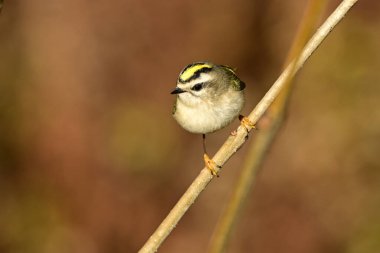 Ormandaki bir dala tünemiş şirin, küçük bir altın taçlı Kinglet kuşuna yaklaş.