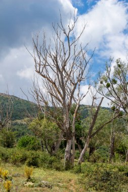 Büyük kurumuş ve kurumuş ağaçlar. Doğa manzarası. Dağlık alanda canlı ve ölü ağaçlar bir arada. Hikaye arkaplanı.