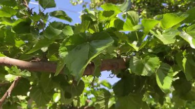 Close-up of mulberry tree leaves in summer sunlight