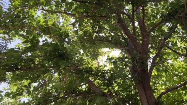 Close-up of mulberry tree leaves in summer sunlight