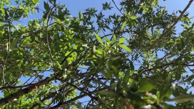 Almond tree branches with green leaves against blue sky