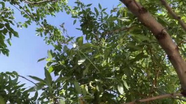 Almond tree branches with green leaves against blue sky