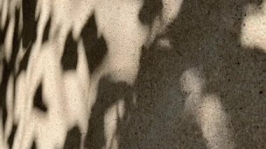 Shadow of leaves on concrete wall surface